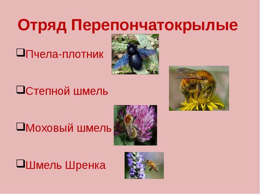 Отряд Перепончатокрылые Пчела-плотник Степной шмель Моховый шмель Шмель Шренка