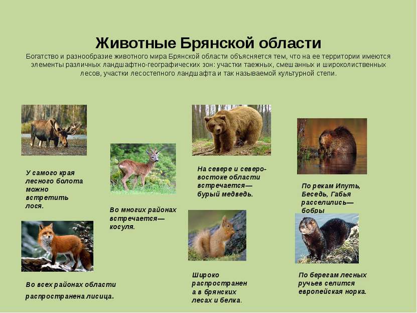 Животные Брянской области Богатство и разнообразие животного мира Брянской об...