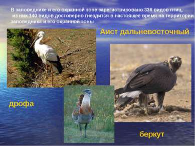 В заповеднике и его охранной зоне зарегистрировано 336 видов птиц, из них 140...