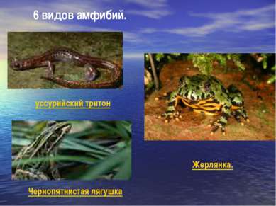 уссурийский тритон Чернопятнистая лягушка Жерлянка. 6 видов амфибий. 