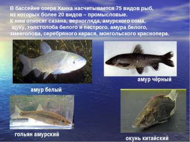 В бассейне озера Ханка насчитывается 75 видов рыб, из которых более 20 видов ...