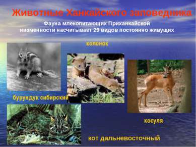 Фауна млекопитающих Приханкайской низменности насчитывает 29 видов постоянно ...