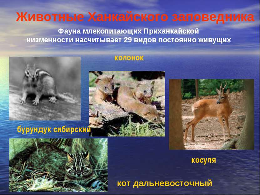 Фауна млекопитающих Приханкайской низменности насчитывает 29 видов постоянно ...