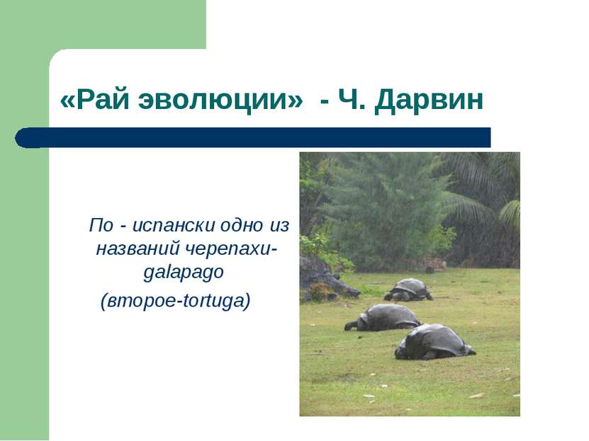 «Рай эволюции» - Ч. Дарвин По - испански одно из названий черепахи-galapago (...