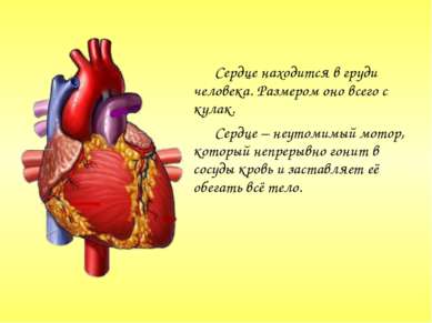Сердце находится в груди человека. Размером оно всего с кулак. Сердце – неуто...