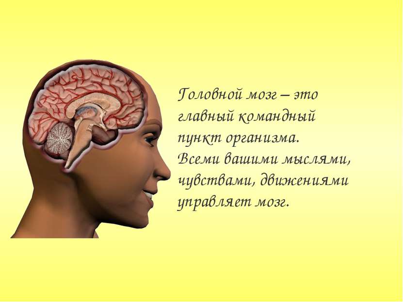 Головной мозг – это главный командный пункт организма. Всеми вашими мыслями, ...