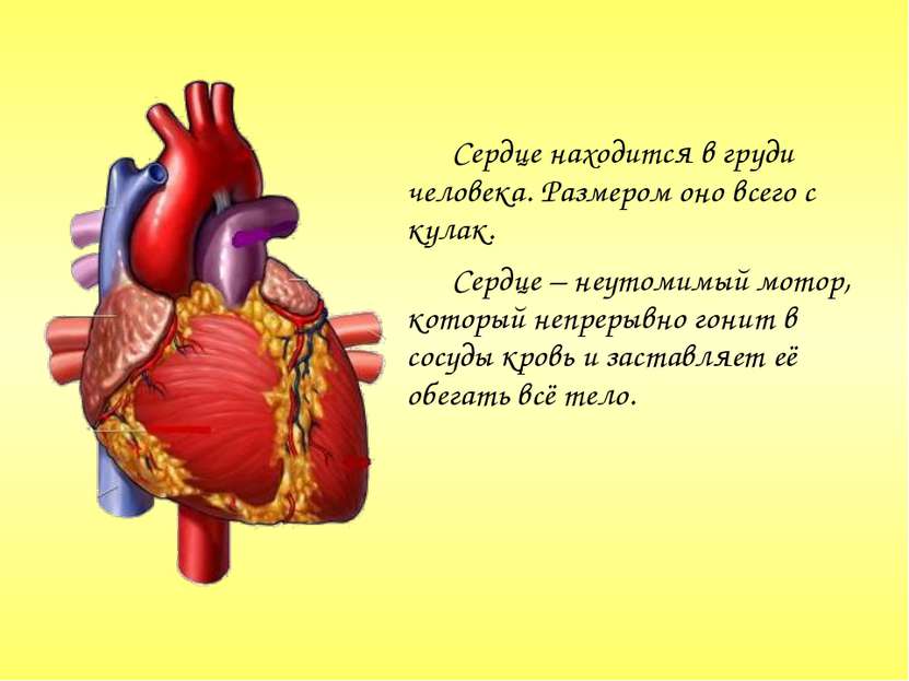 Сердце находится в груди человека. Размером оно всего с кулак. Сердце – неуто...