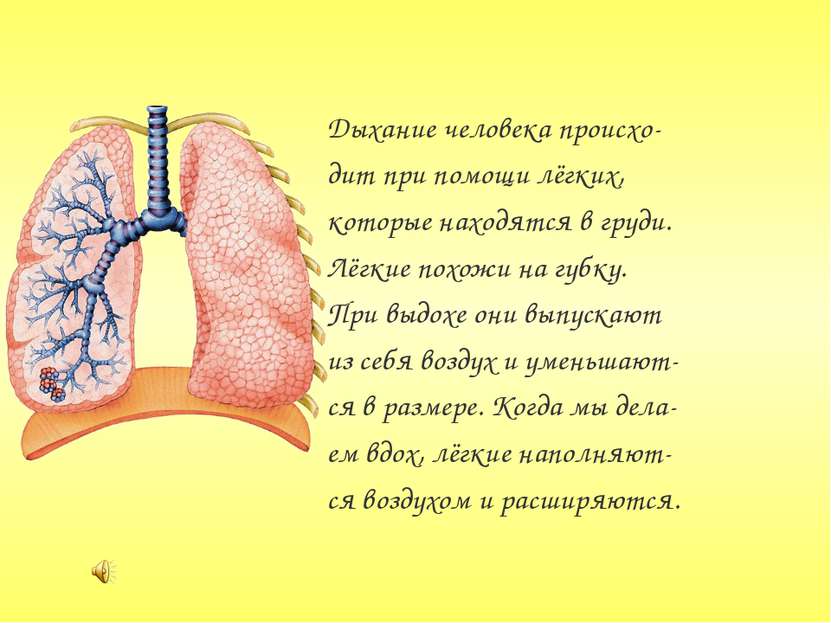 Дыхание человека происхо- дит при помощи лёгких, которые находятся в груди. Л...