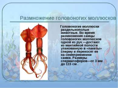 Размножение головоногих моллюсков Головоногие моллюски раздельнополые животны...