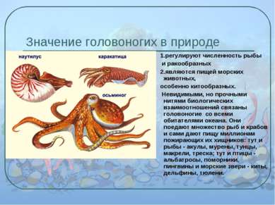Значение головоногих в природе 1.регулируют численность рыбы и ракообразных 2...