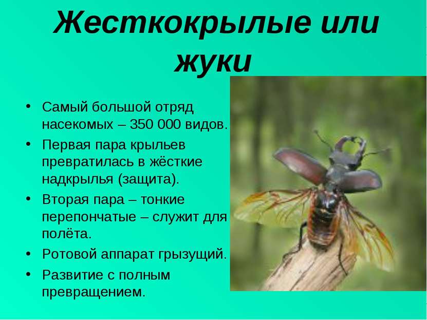 Жесткокрылые или жуки Самый большой отряд насекомых – 350 000 видов. Первая п...