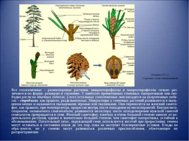 Все голосеменные – разноспоровые растения; микроспорофиллы и макроспорофиллы ...