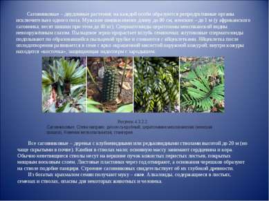 Саговниковые – двудомные растения; на каждой особи образуются репродуктивные ...