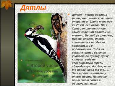 Дятлы Дятел – птица средних размеров с очень красивым оперением: длина тела е...