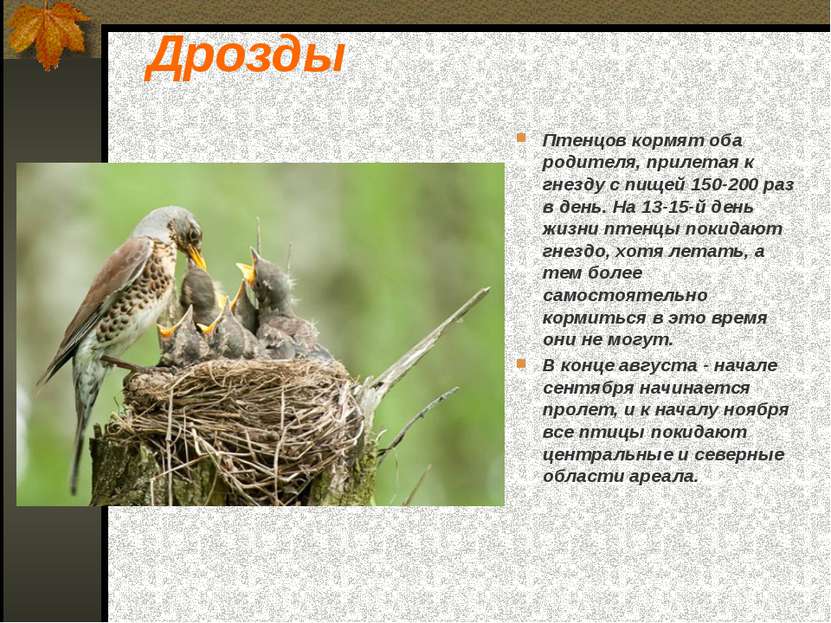 Дрозды Птенцов кормят оба родителя, прилетая к гнезду с пищей 150-200 раз в д...