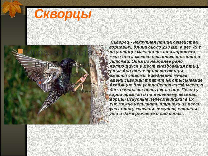 Скворцы Скворец - некрупная птица семейства скворцовых, длина около 230 мм, а...
