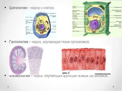 Цитология – наука о клетке. Гистология – наука, изучающая ткани организмов. Ф...