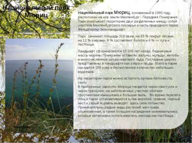 Национальный парк Мюриц, основанный в 1990 году, расположен на юге земли Мекл...