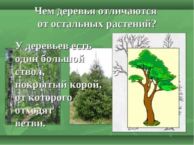 Чем деревья отличаются от остальных растений? У деревьев есть один большой ст...