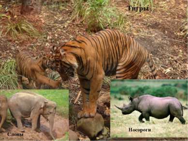 Тигры Слоны Носороги