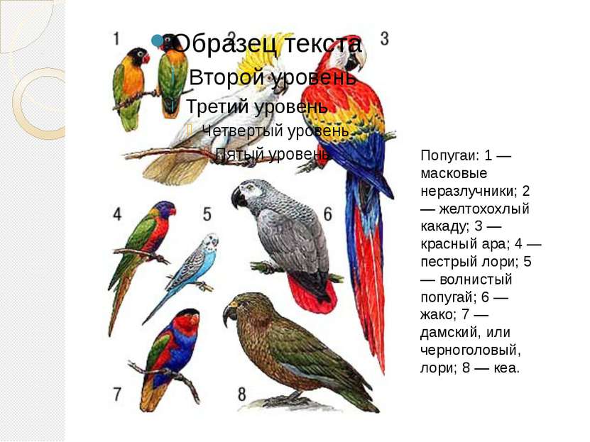 Попугаи: 1 — масковые неразлучники; 2 — желтохохлый какаду; 3 — красный ара; ...