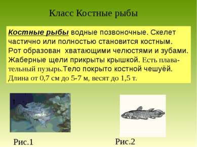 Класс Костные рыбы Костные рыбы водные позвоночные. Скелет частично или полно...