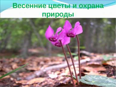 Весенние цветы и охрана природы