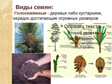 Виды семян: Голосемянные - деревья либо кустарники, нередко достигающие огром...