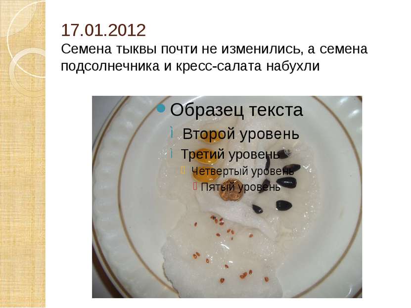 17.01.2012 Семена тыквы почти не изменились, а семена подсолнечника и кресс-с...