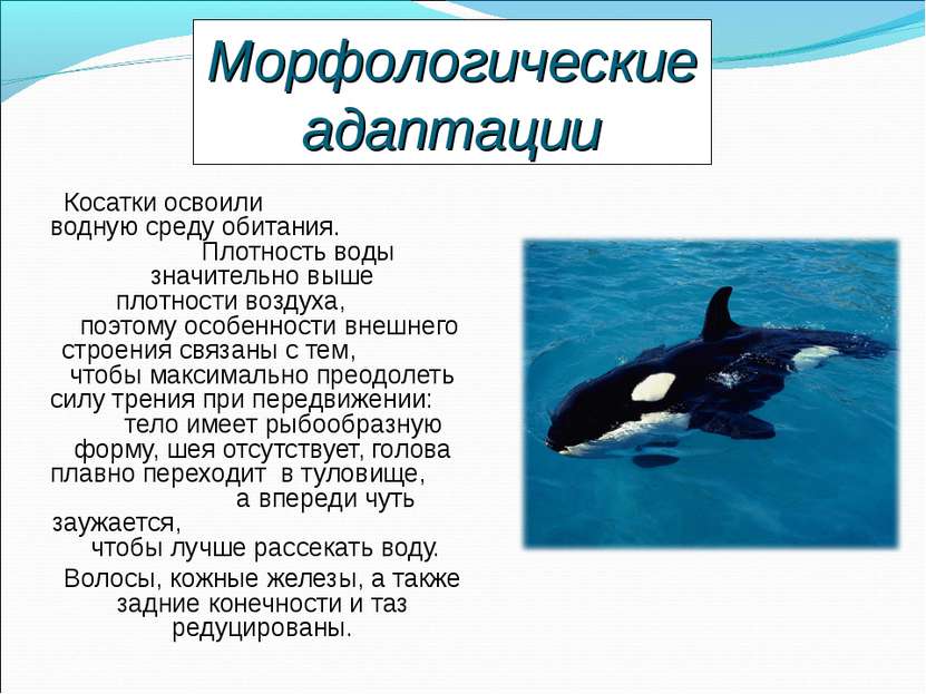 Физиологические признаки синего кита. Строение касатки. Адаптации к воднойой среде. Адаптации касаток к водной среде. Касатка среда обитания.