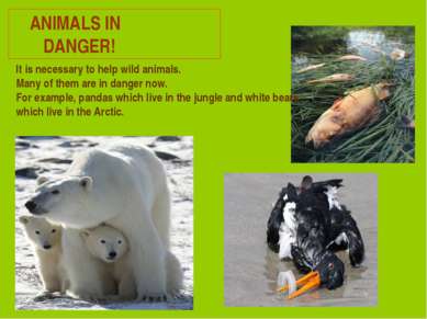 ANIMALS IN DANGER! It is necessary to help wild animals. Many of them are in ...