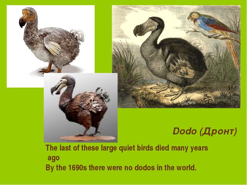Dodo (Дронт) The last of these large quiet birds died many years ago By the 1...