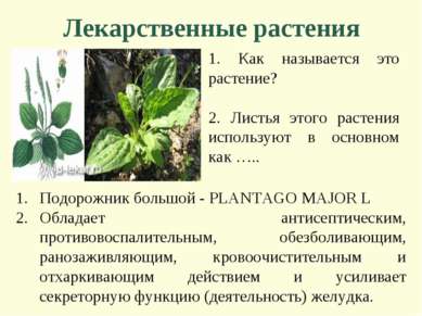Лекарственные растения 1. Как называется это растение? 2. Листья этого растен...
