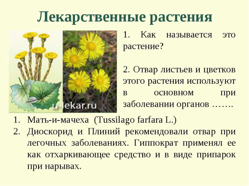 Лекарственные растения 1. Как называется это растение? 2. Отвар листьев и цве...