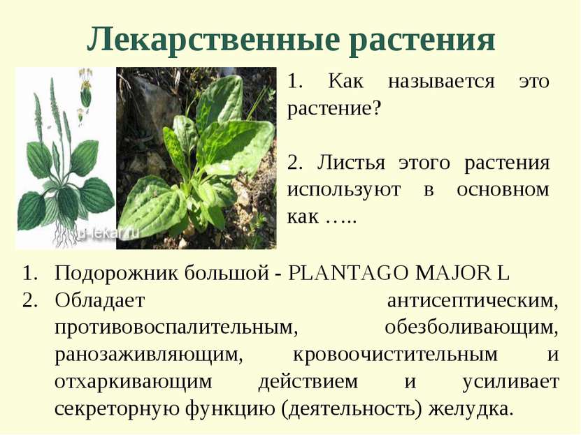 Лекарственные растения 1. Как называется это растение? 2. Листья этого растен...