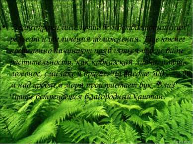 Леса сохранились лучше вследствие повышения рельефа и увеличения увлажнения. ...