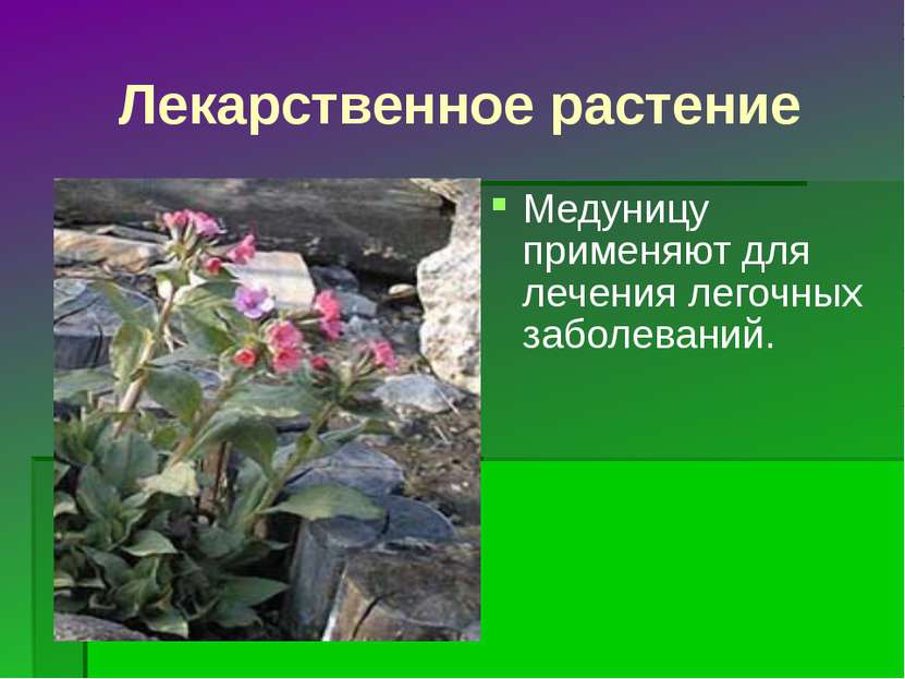 Лекарственное растение Медуницу применяют для лечения легочных заболеваний.