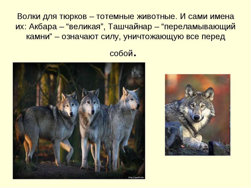 Волки для тюрков – тотемные животные. И сами имена их: Акбара – “великая”, Та...