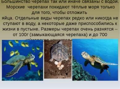 Большинство черепах так или иначе связаны с водой. Морские черепахи покидают ...