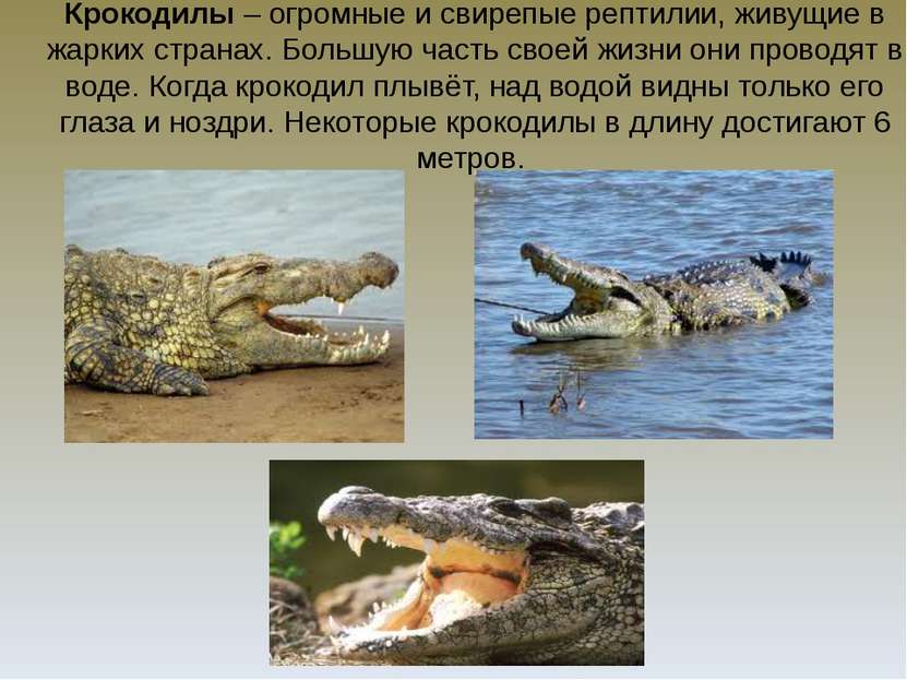 Крокодилы – огромные и свирепые рептилии, живущие в жарких странах. Большую ч...