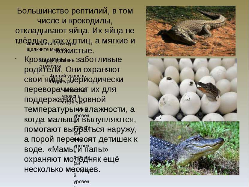 Большинство рептилий, в том числе и крокодилы, откладывают яйца. Их яйца не т...