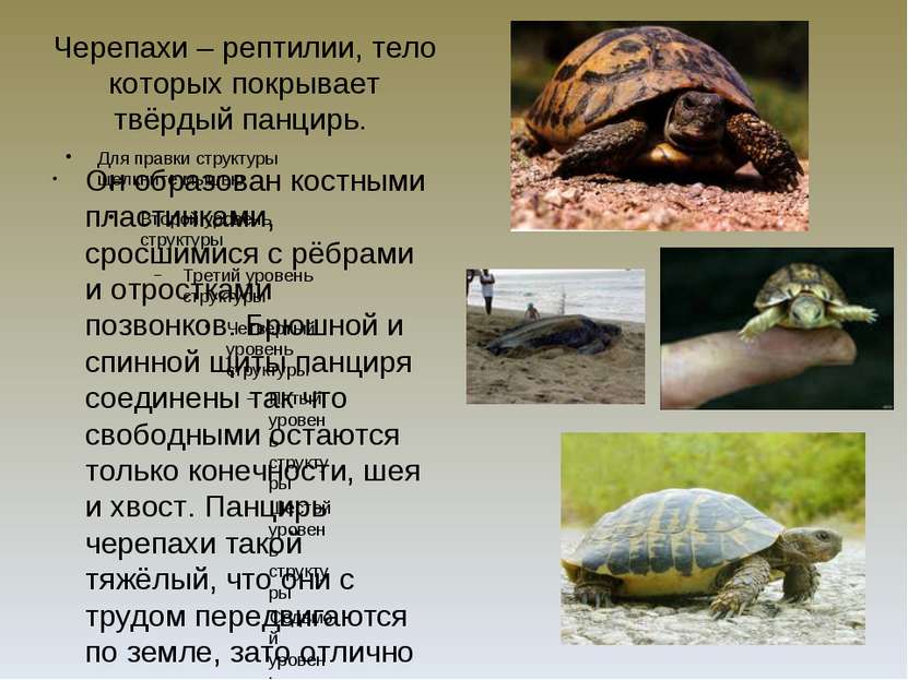 Черепахи – рептилии, тело которых покрывает твёрдый панцирь. Он образован кос...