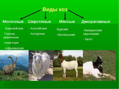 Виды коз Молочные Шерстяные Мясные Декоративные Альпийские - Ангорские Европе...