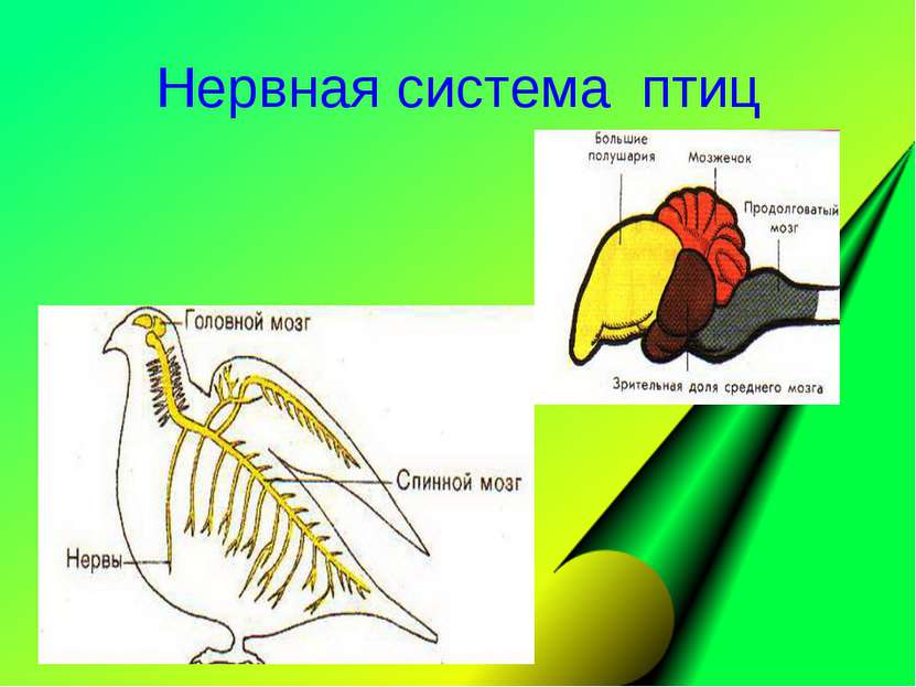 Нервная система птиц