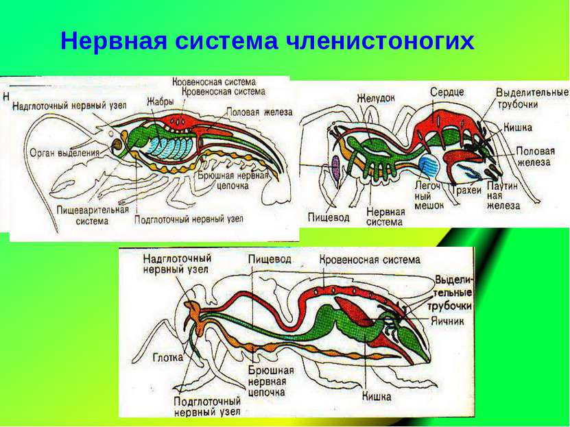 Нервная система членистоногих