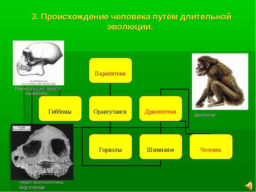 3. Происхождение человека путём длительной эволюции. Реконструкция черепа пар...