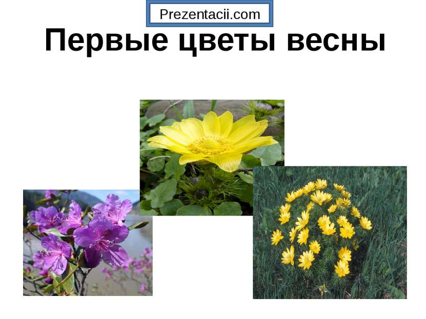 Первые цветы весны Prezentacii.com