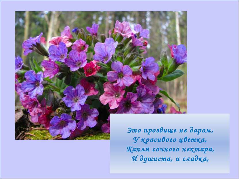 Это прозвище не даром, У красивого цветка, Капля сочного нектара, И душиста, ...