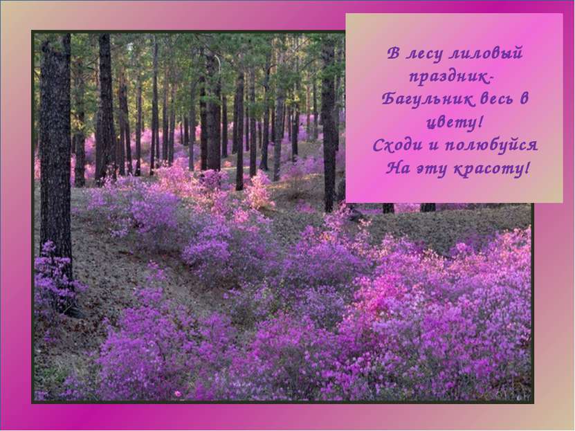 В лесу лиловый праздник- Багульник весь в цвету! Сходи и полюбуйся На эту кра...