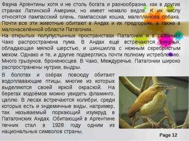 В болотах и озёрах повсюду обитают водоплавающие птицы, многие из которых выд...